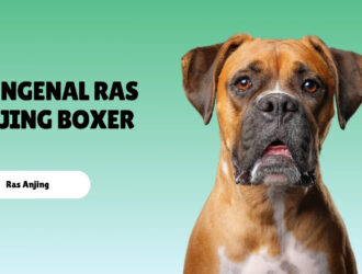 mengenal ras anjing Boxer