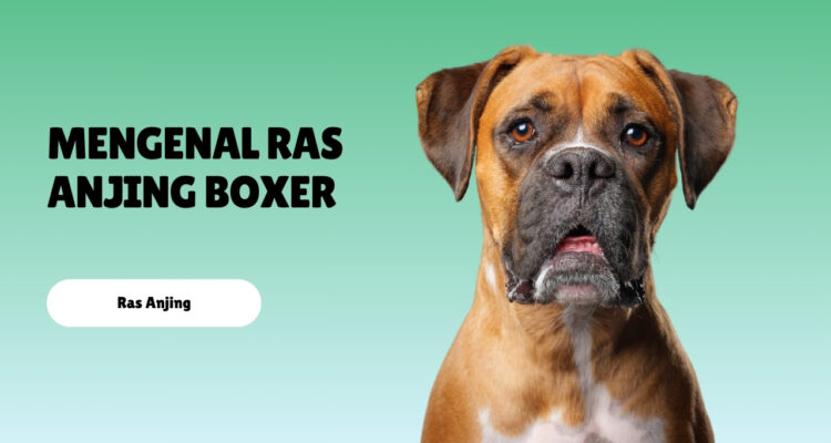 mengenal ras anjing Boxer