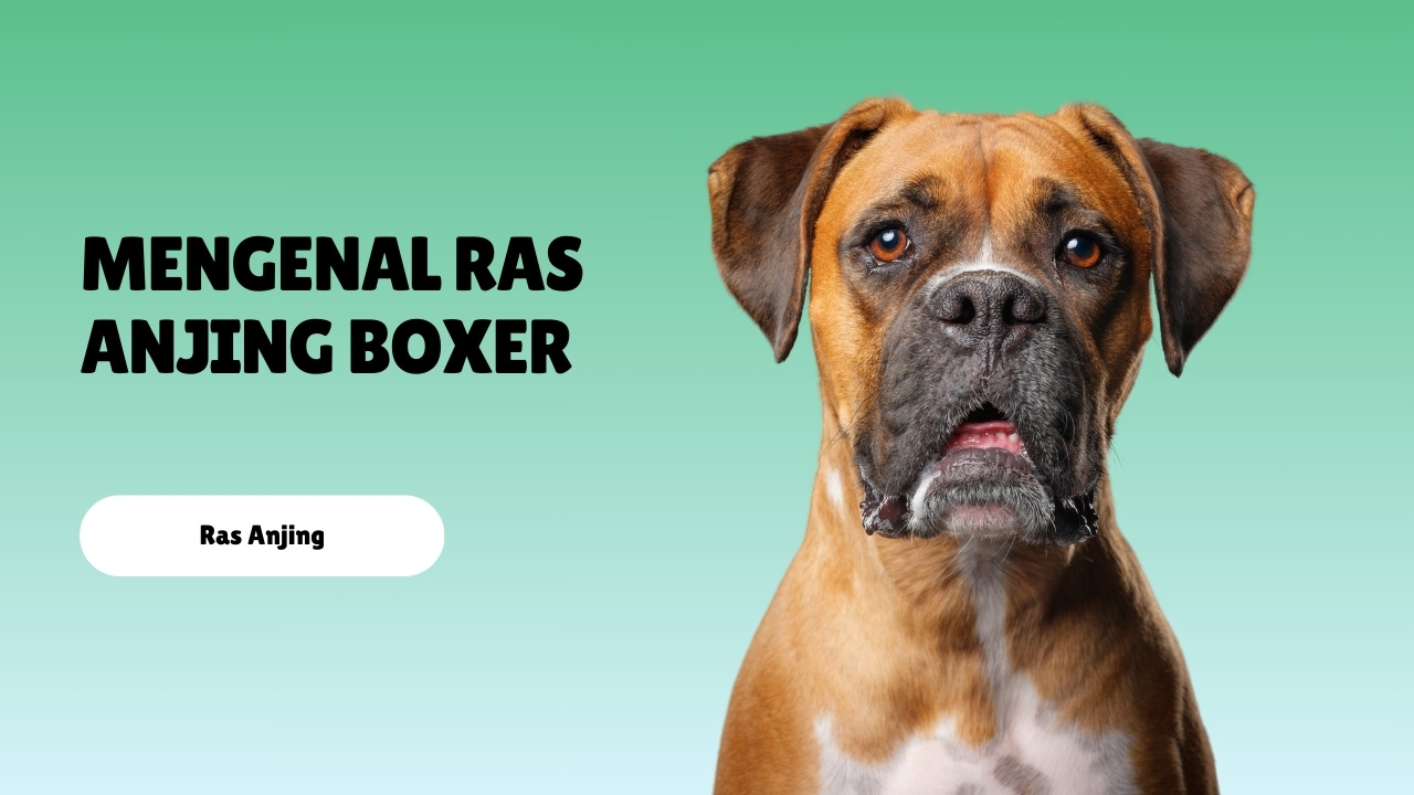 mengenal ras anjing Boxer