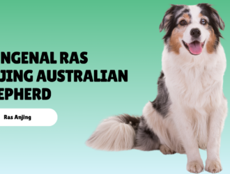 mengenal ras anjing australian shepherd