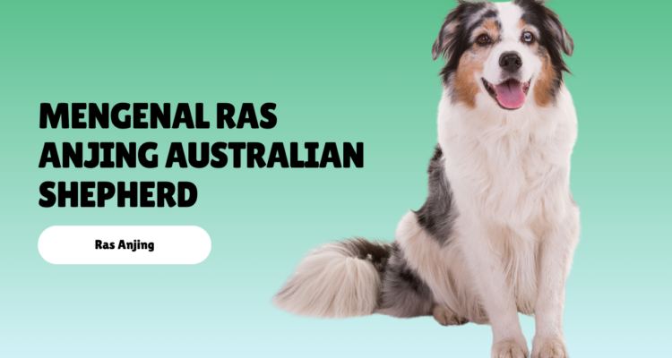 mengenal ras anjing australian shepherd