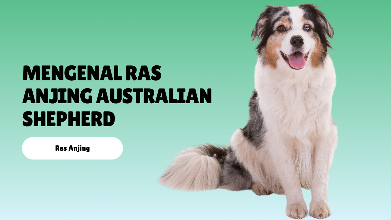 mengenal ras anjing australian shepherd