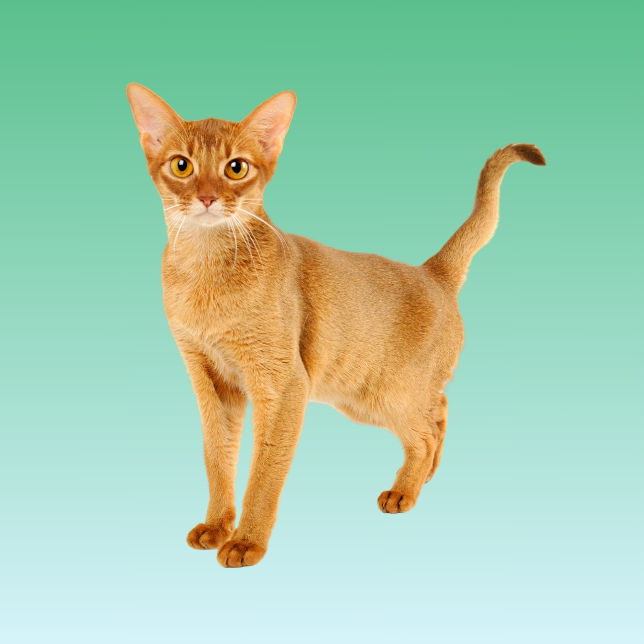 Kucing Abyssinian