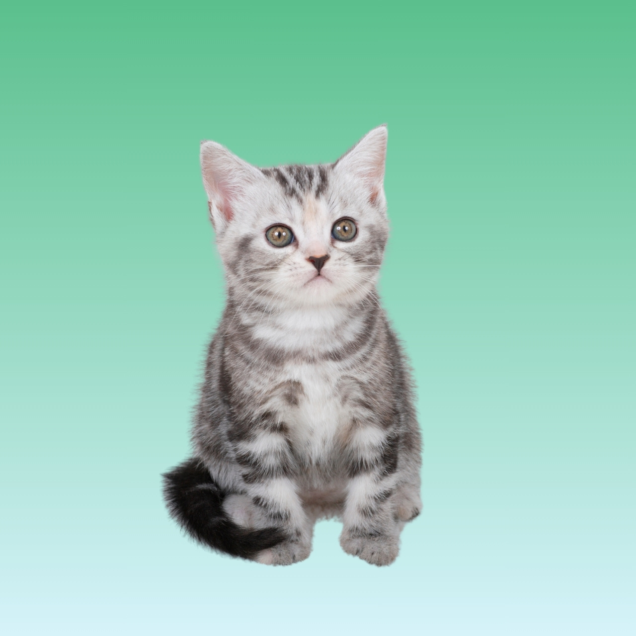 Kucing American Shorthair