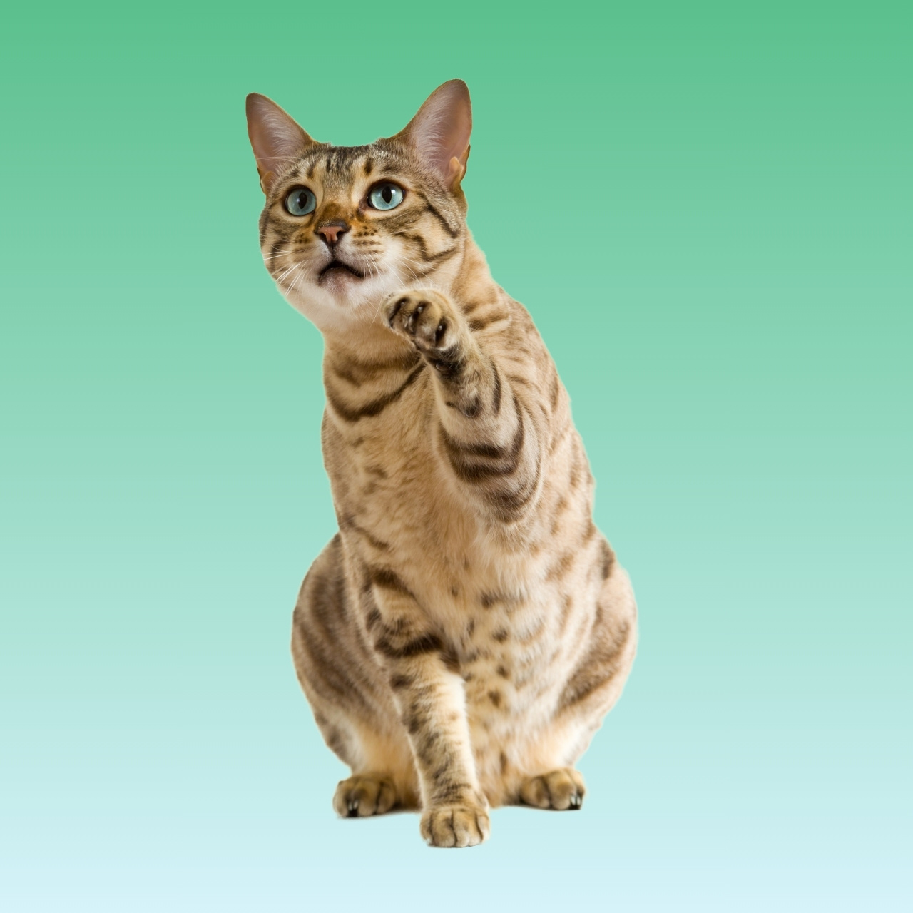 Kucing Bengal