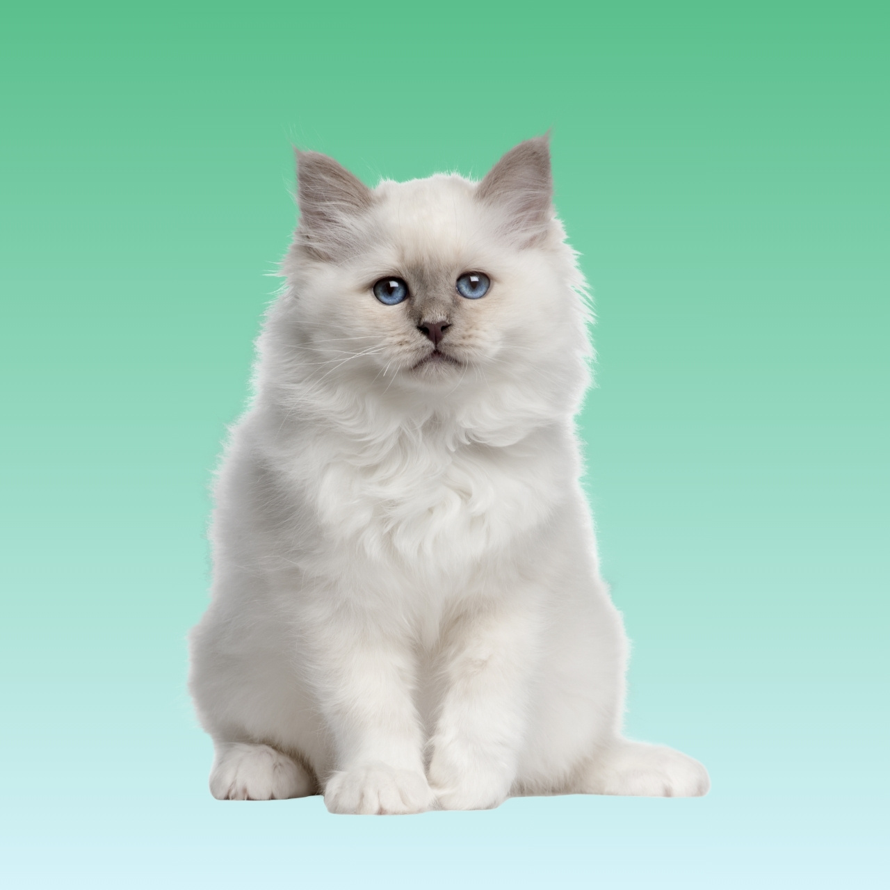 Kucing Birman