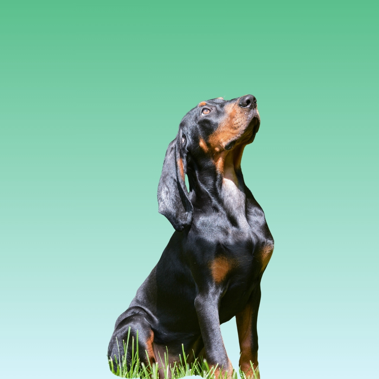 Black and Tan Coonhound