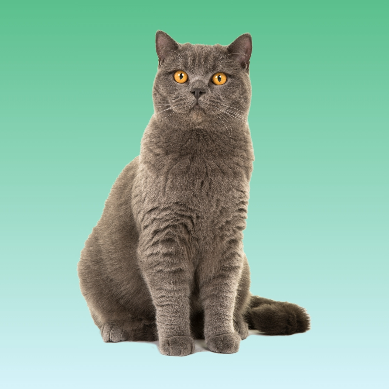 Kucing British Shorthair