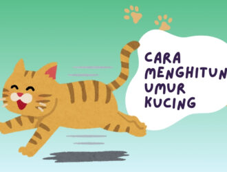Cara Menghitung umur kucing