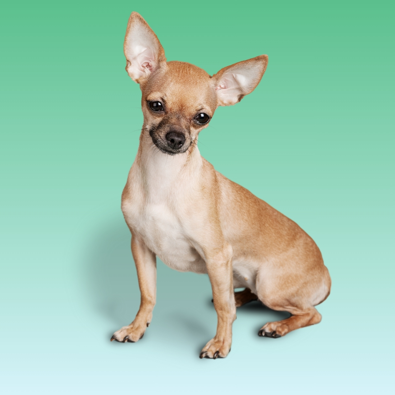 Chihuahua