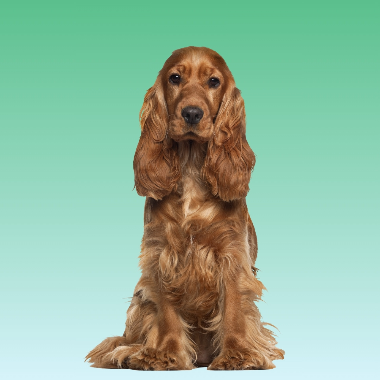 Cocker Spaniel