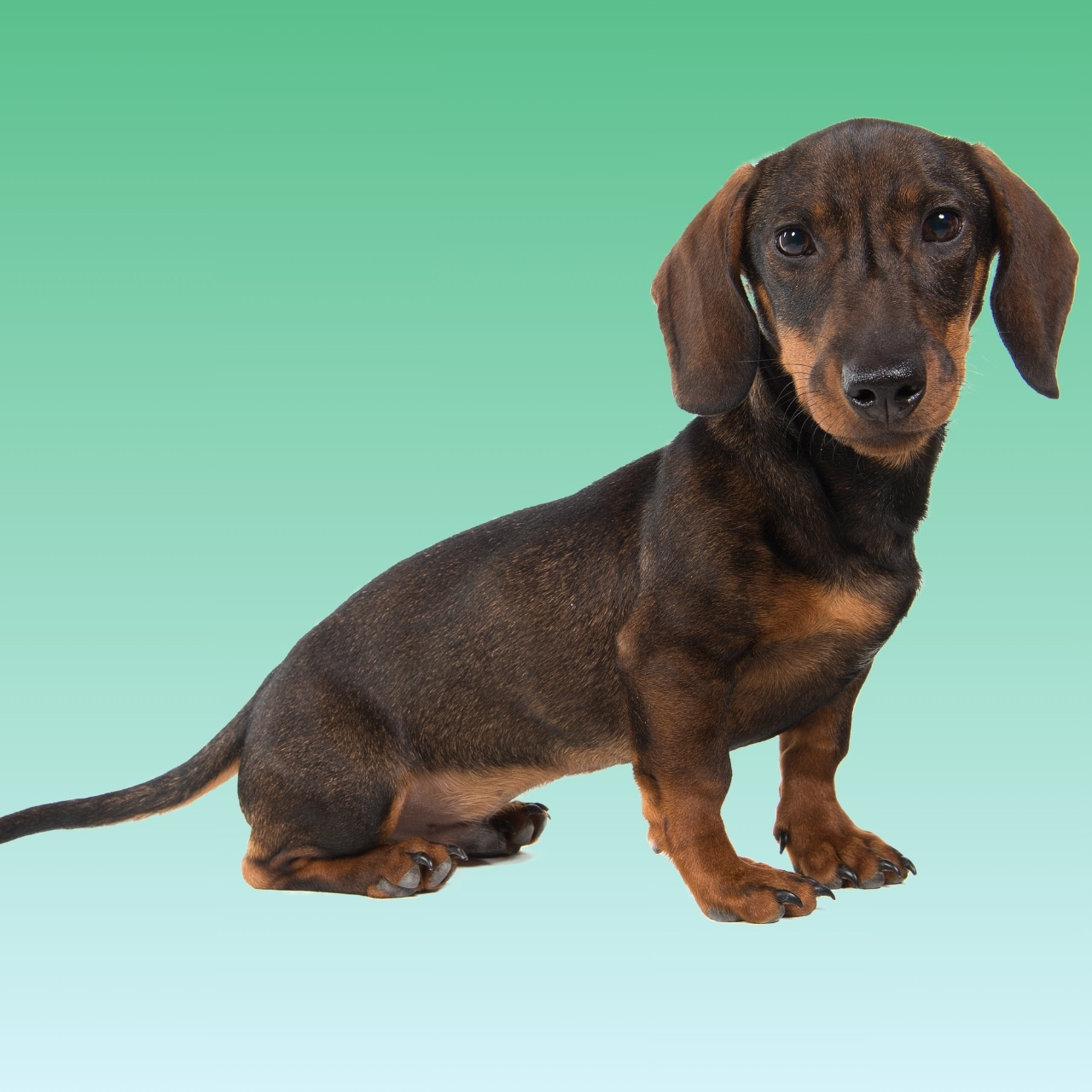 Dachshund