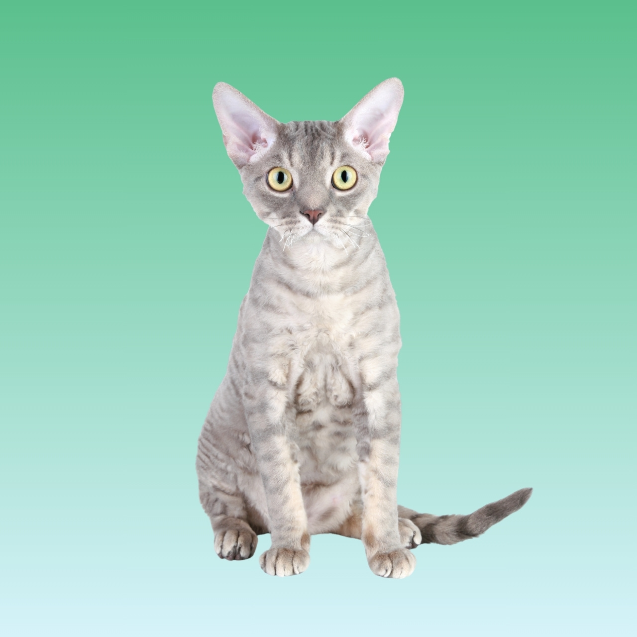 Kucing Devon Rex