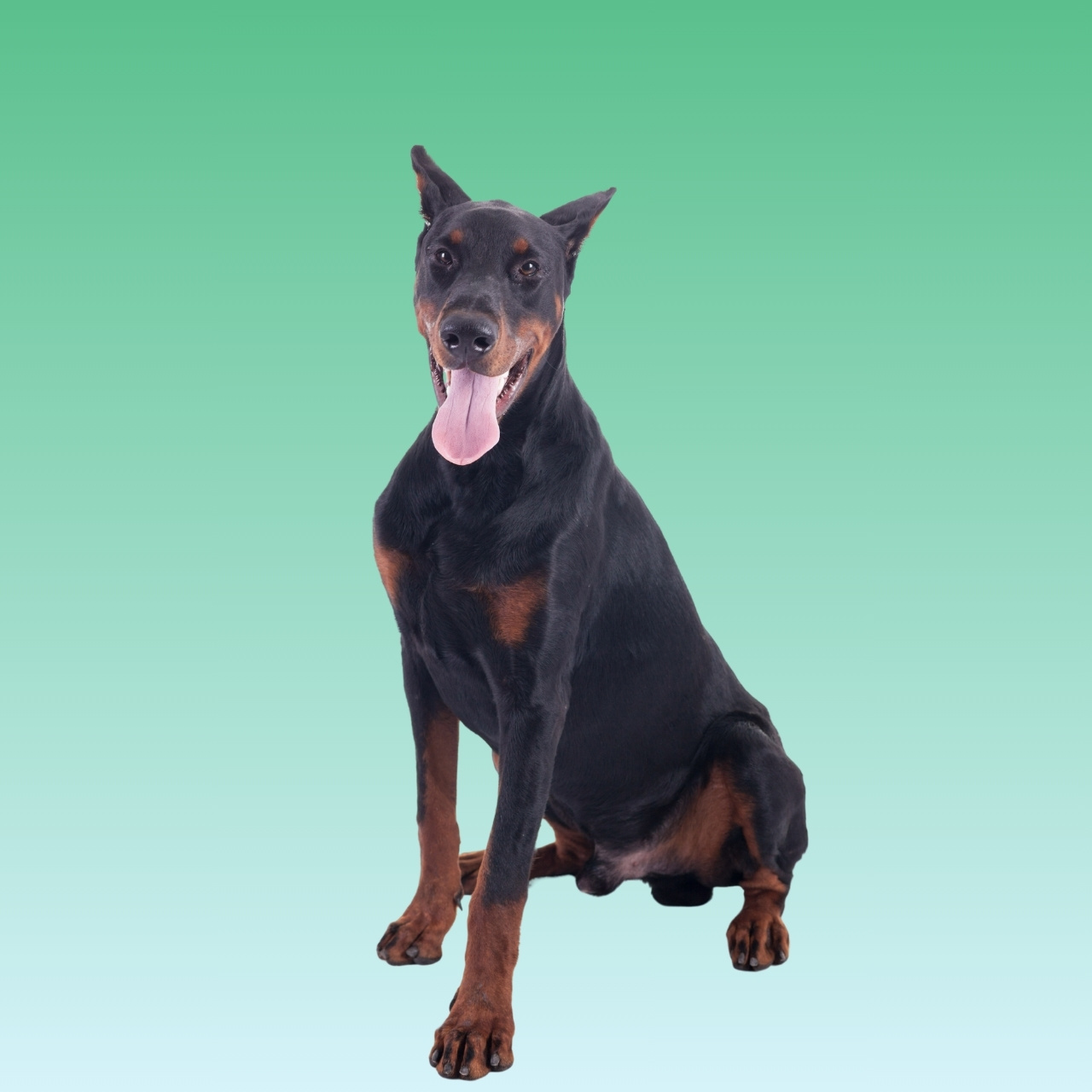 Doberman Pinscher