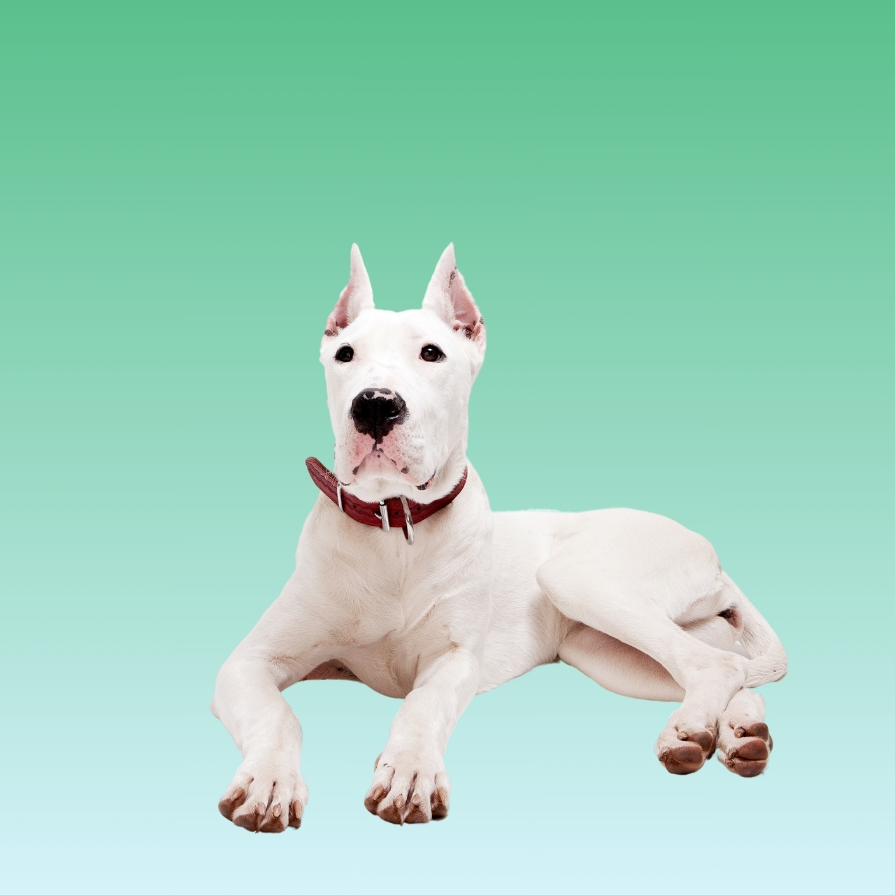 Dogo Argentino