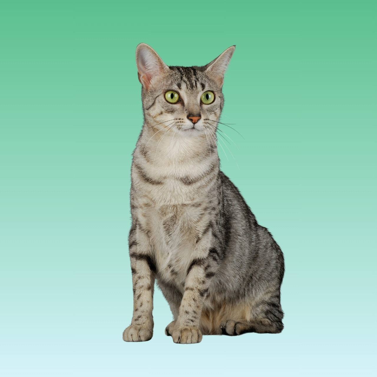 Kucing Egyptian Mau