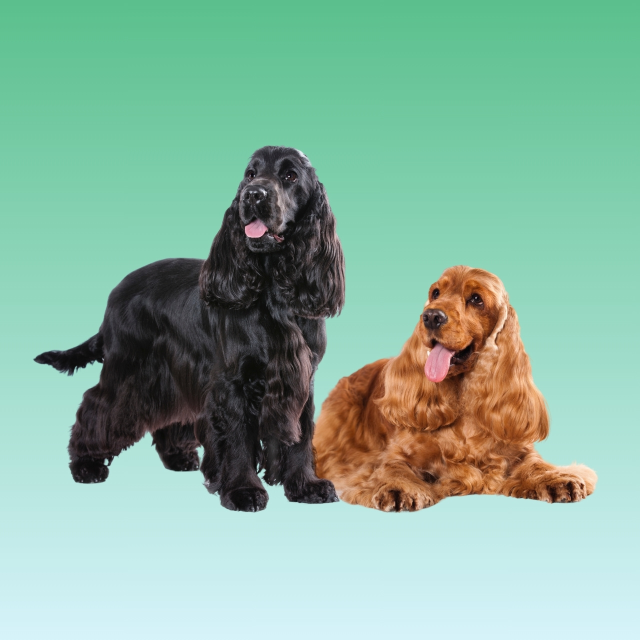 English Cocker Spaniel