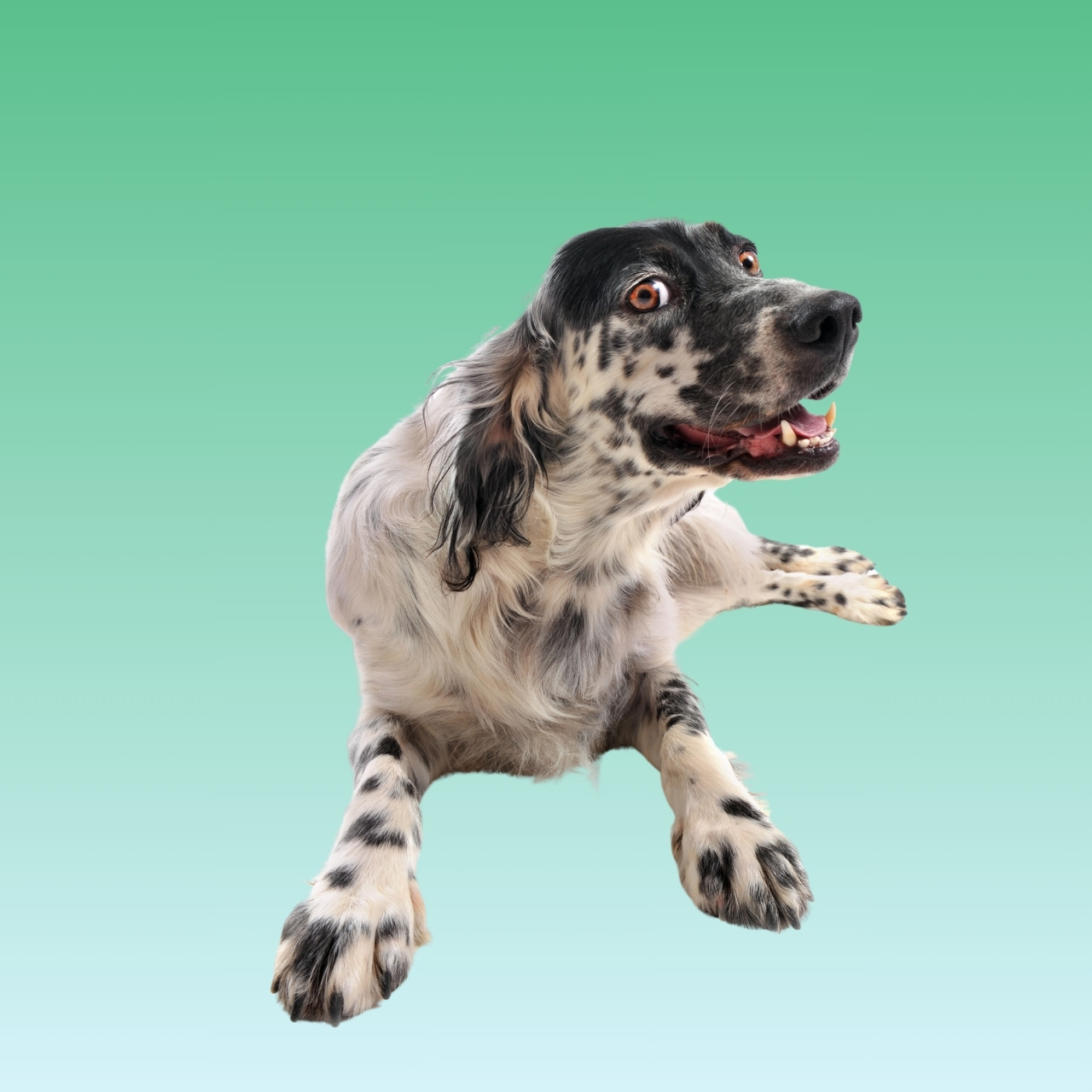 English Setter