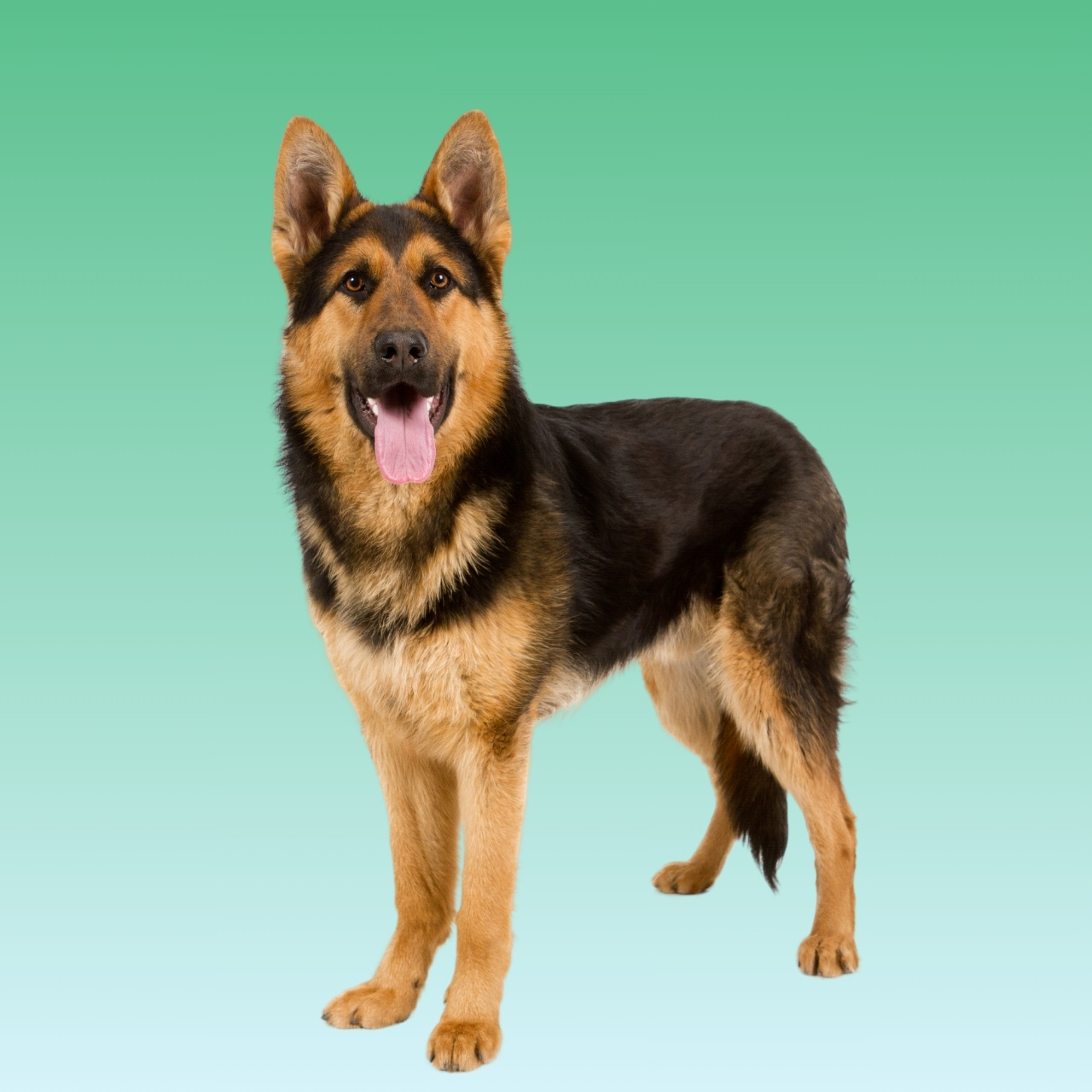 German Shepherd