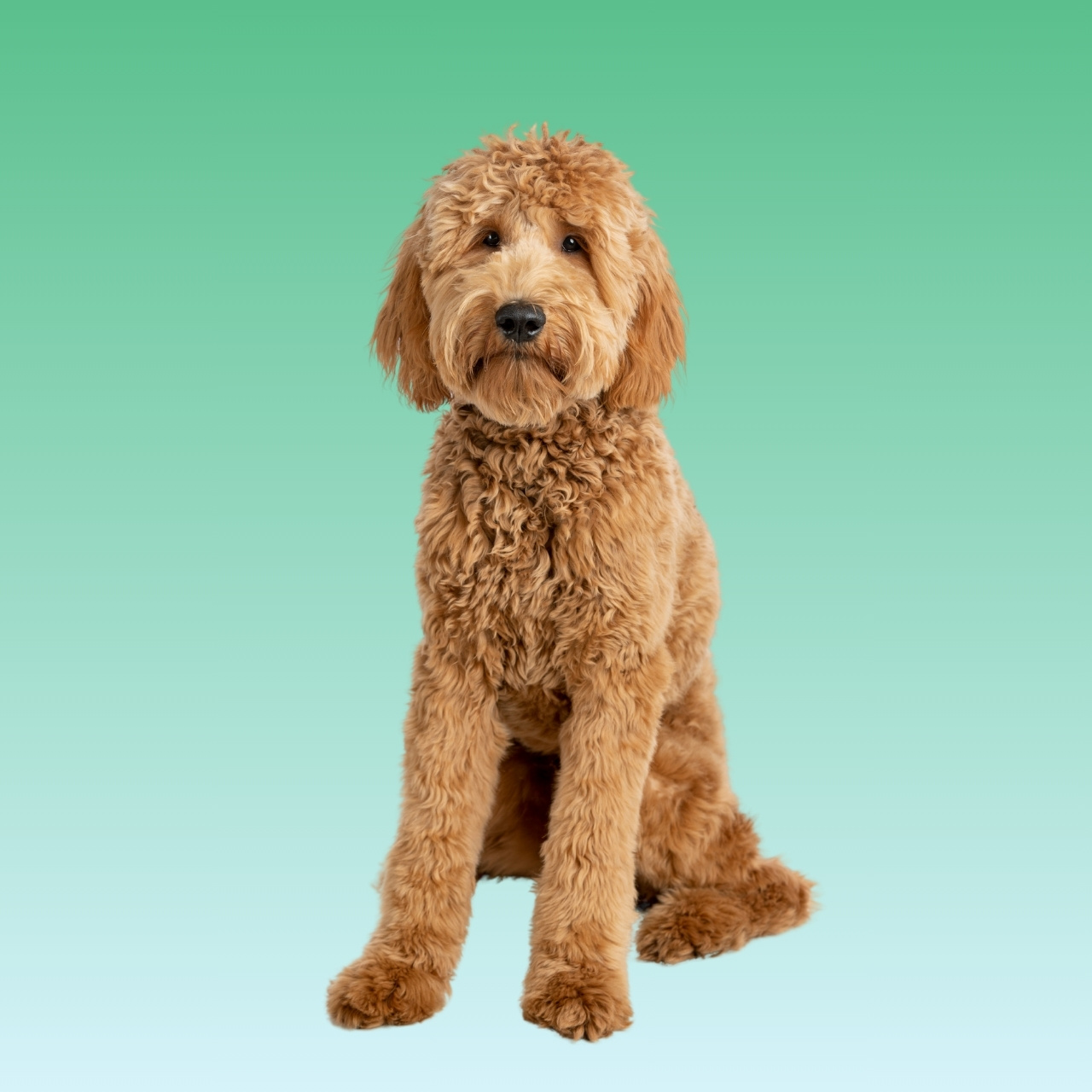 Goldendoodle