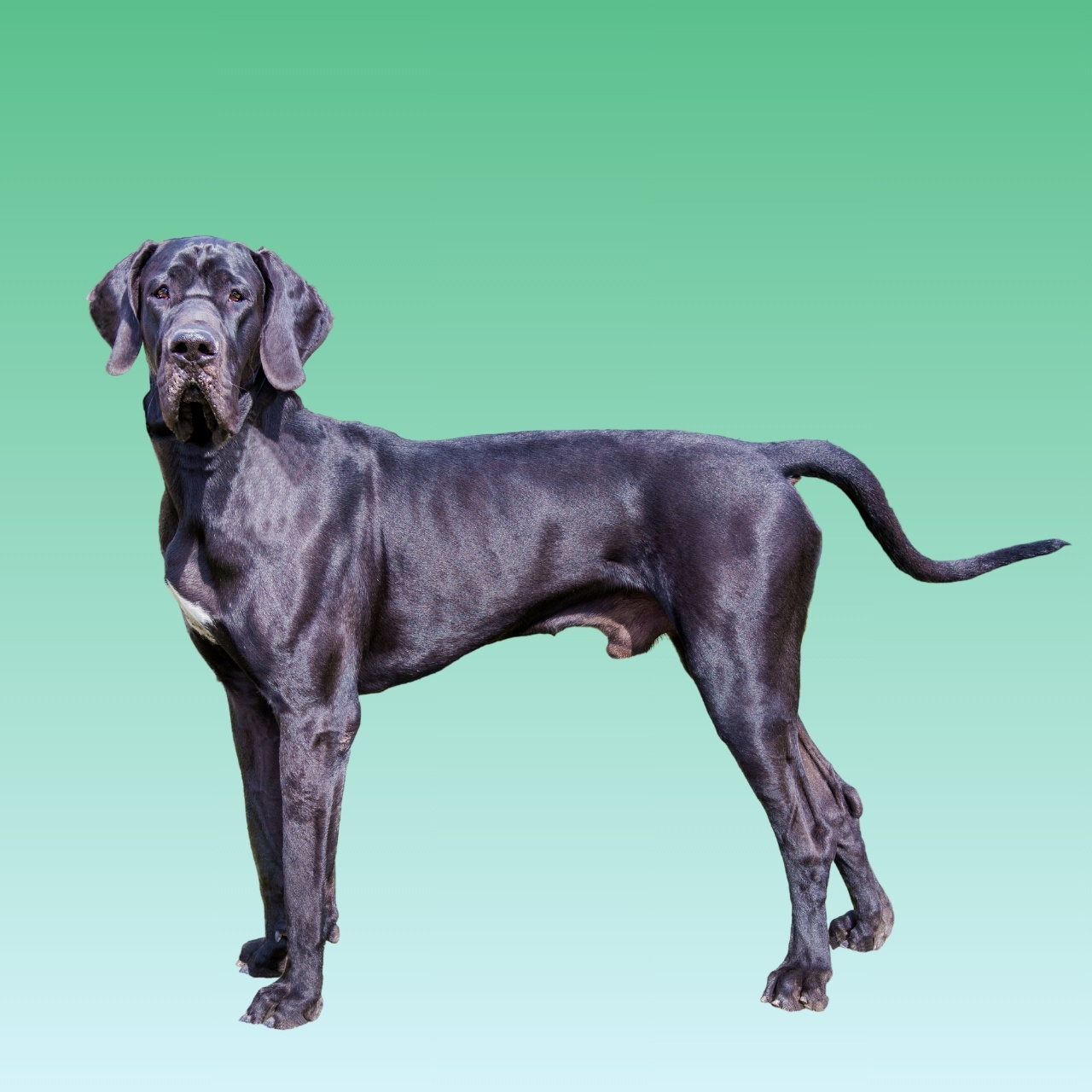 Great Dane