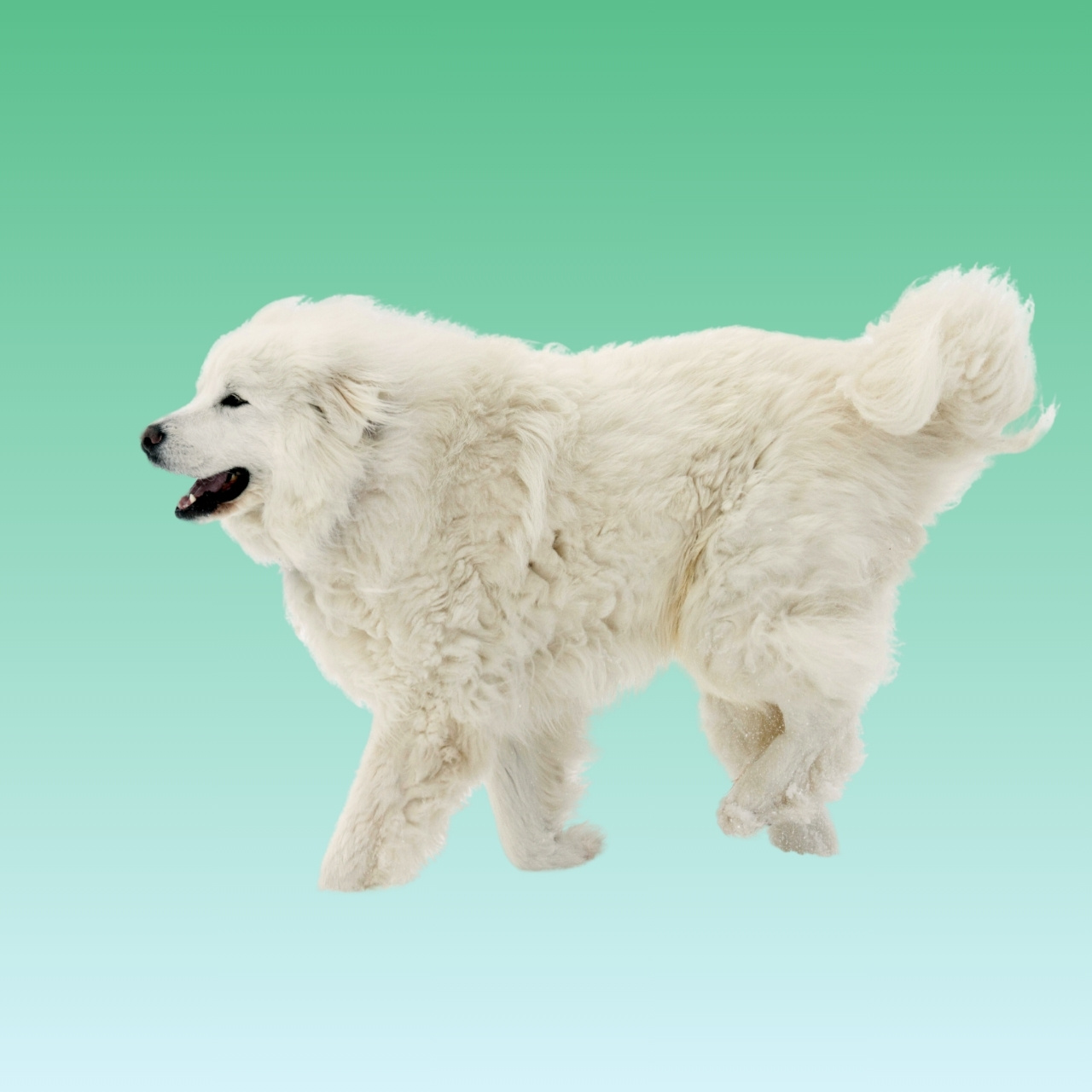 Great Pyrenees