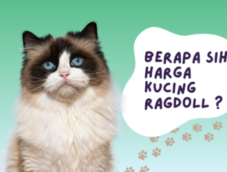 Harga Kucing Ragdoll
