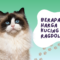 Harga Kucing Ragdoll