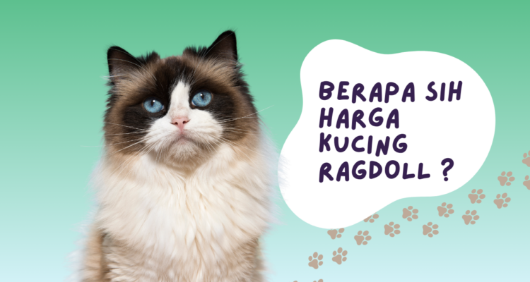 Harga Kucing Ragdoll