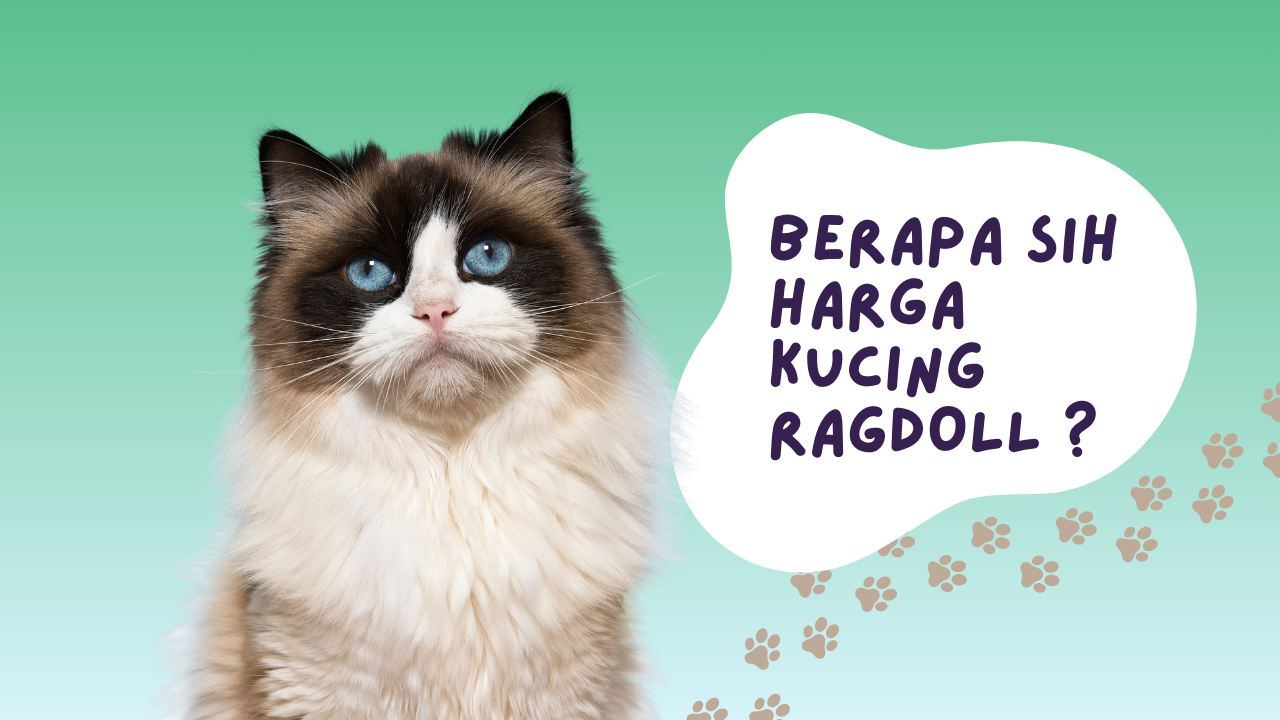 Harga Kucing Ragdoll