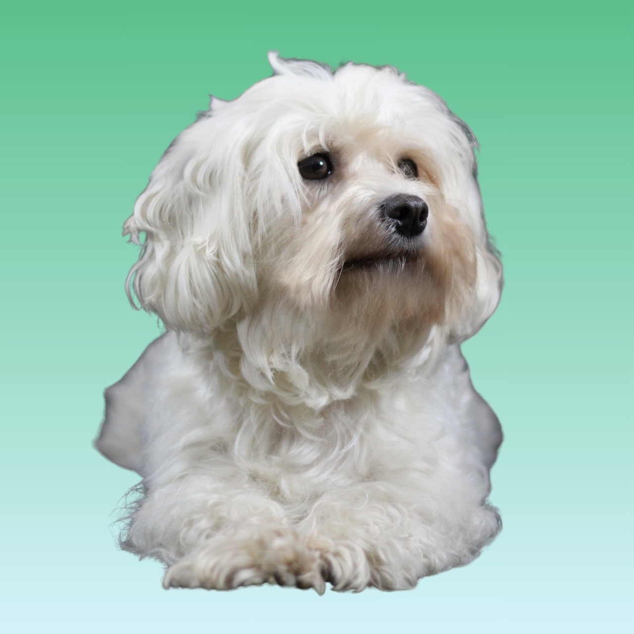 Havanese