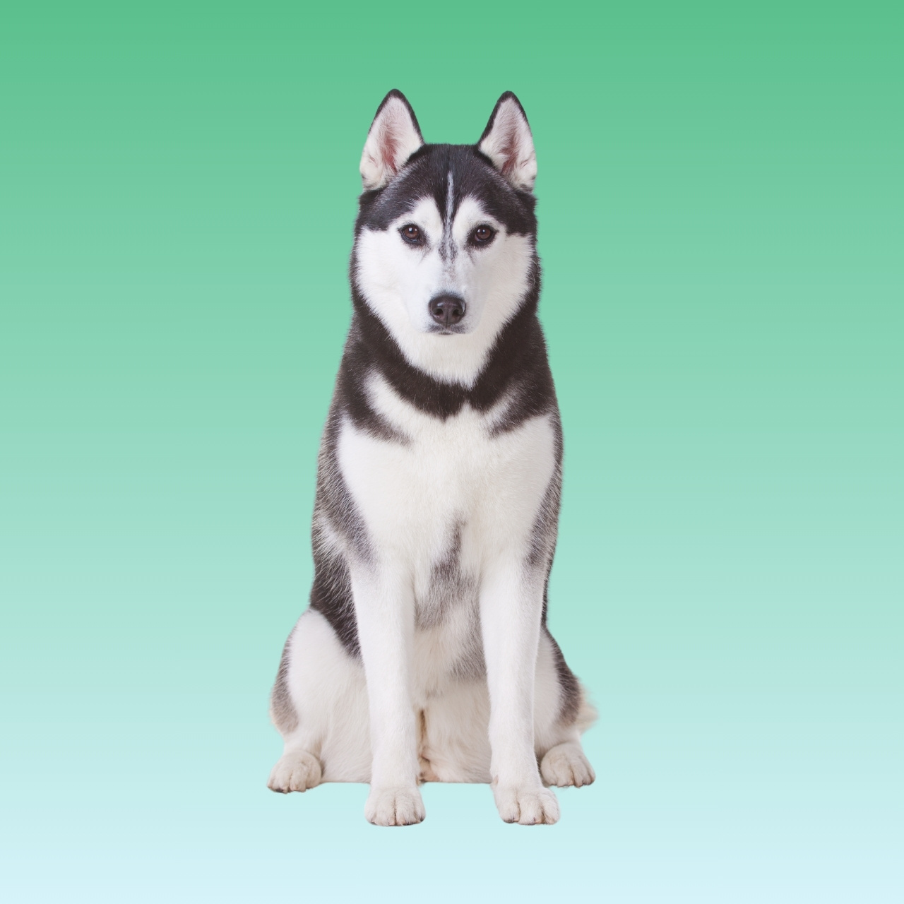 Husky