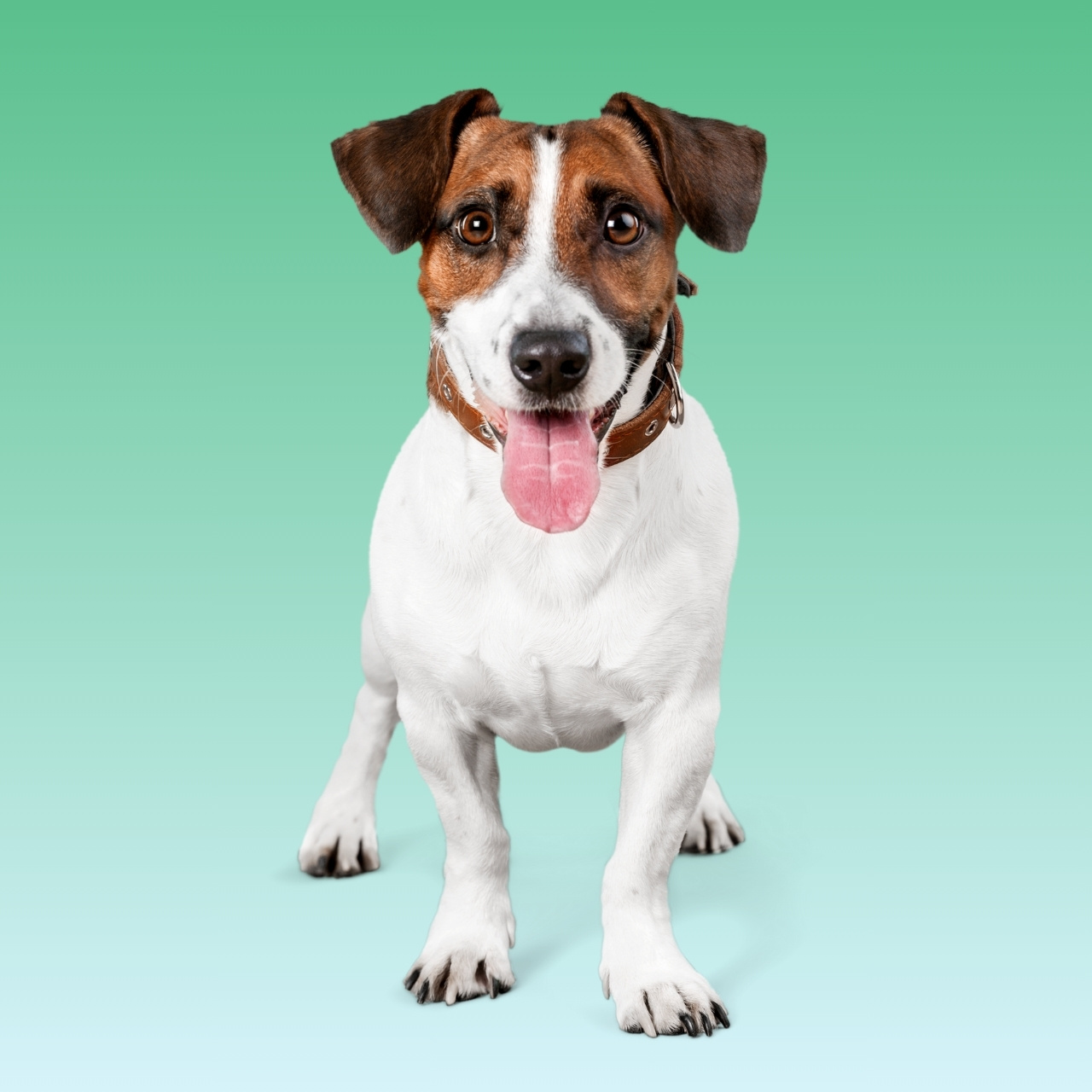 Jack Russell Terrier