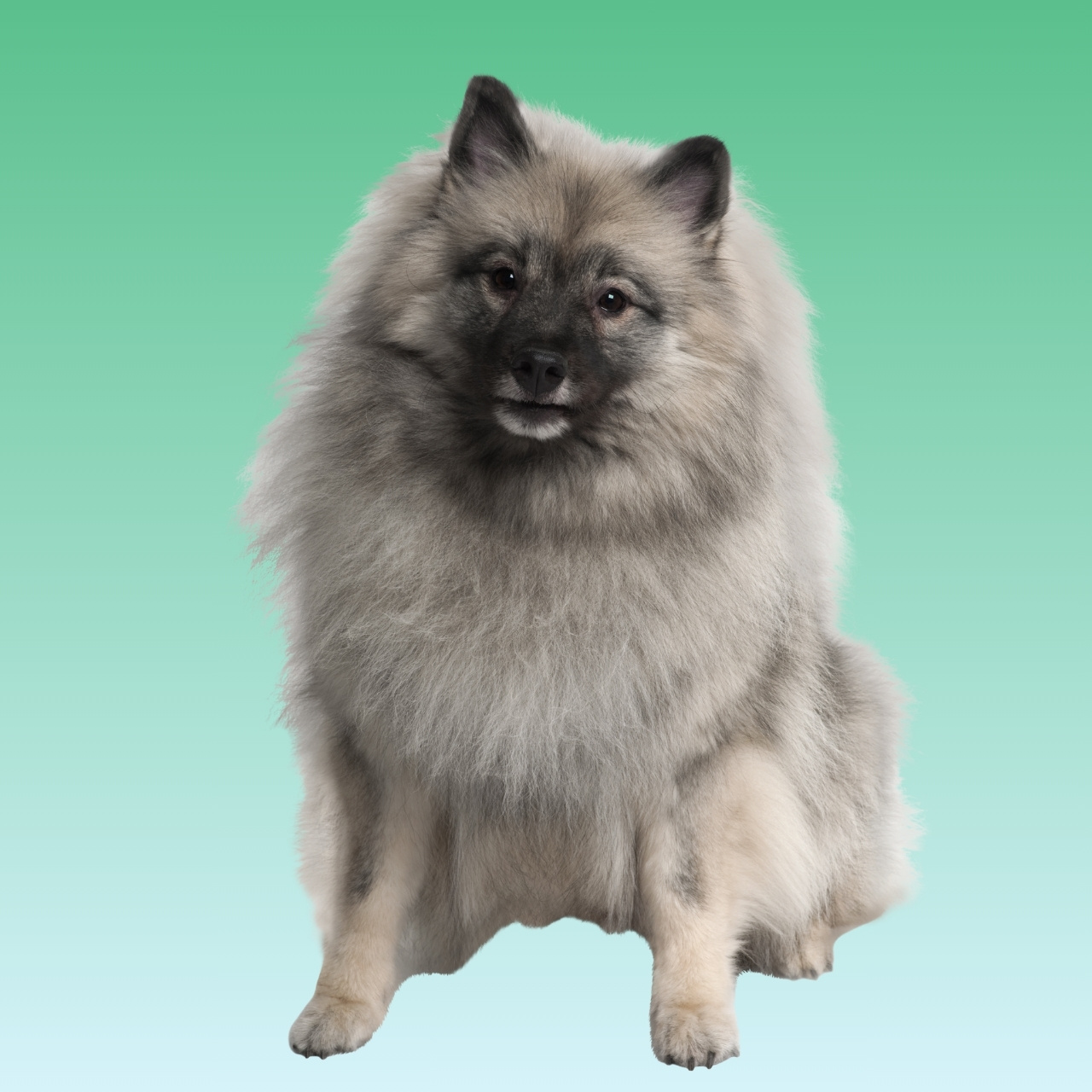 Keeshond