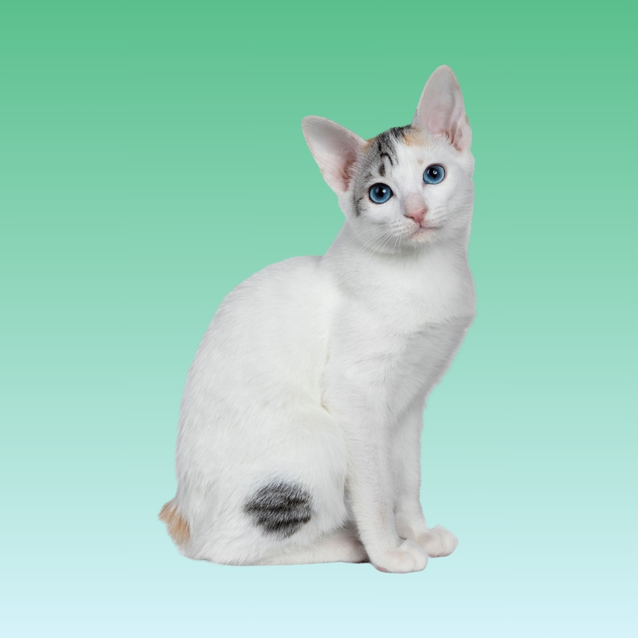 Kucing Japanese Bobtail