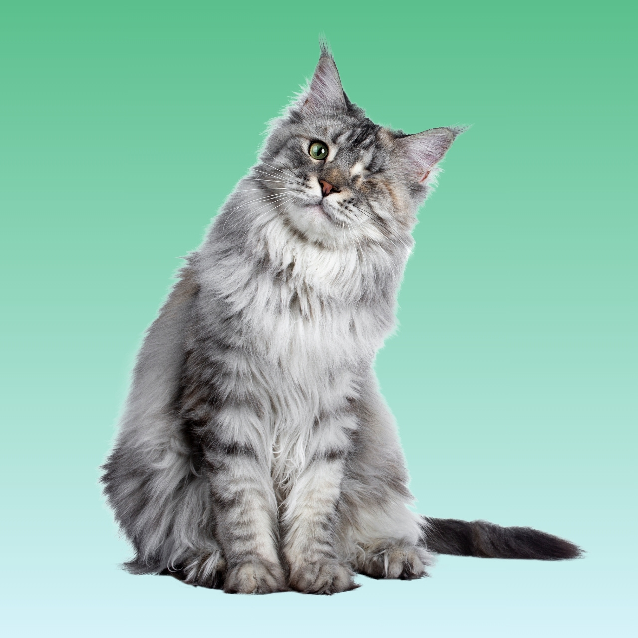 Kucing Maine Coon