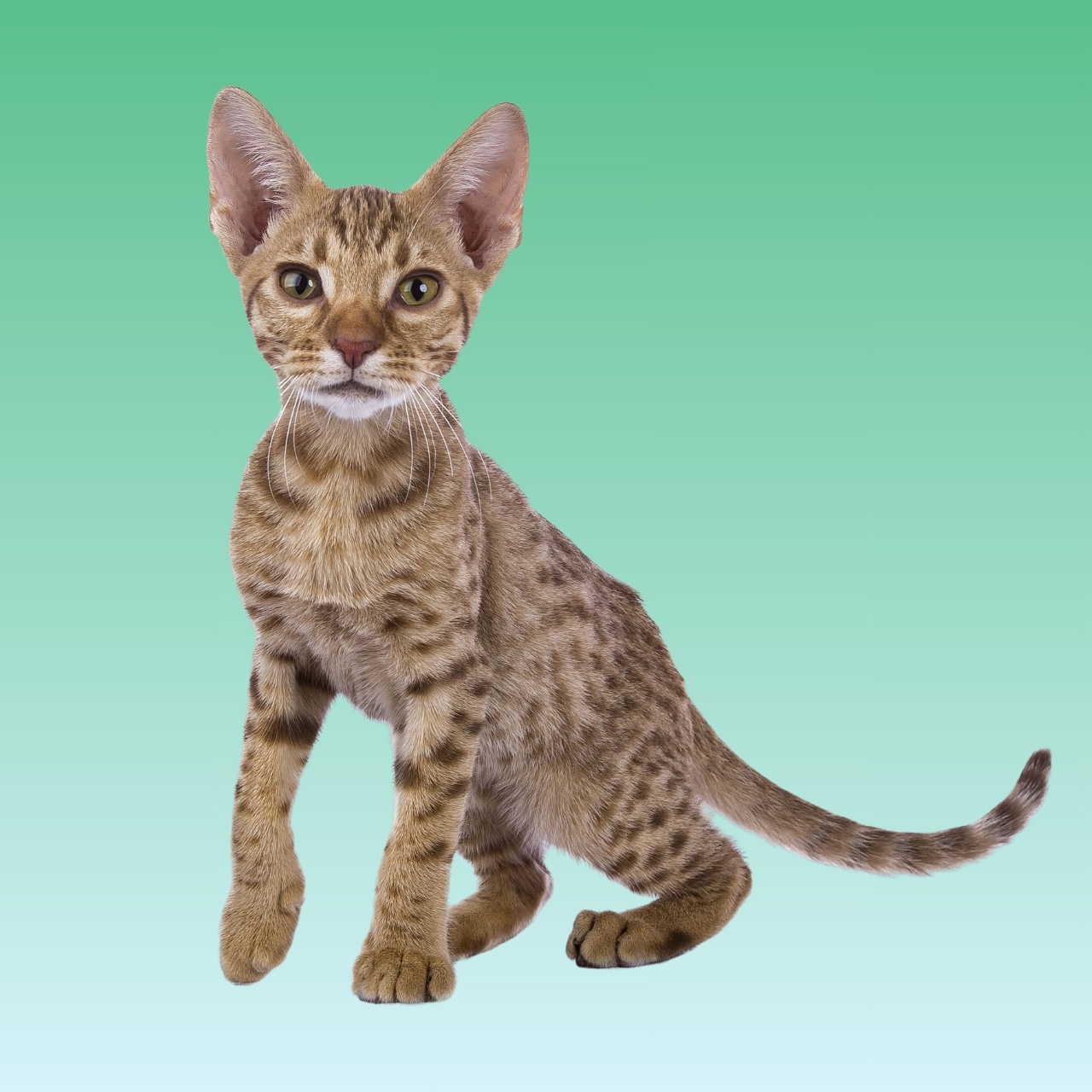 Kucing Ocicat