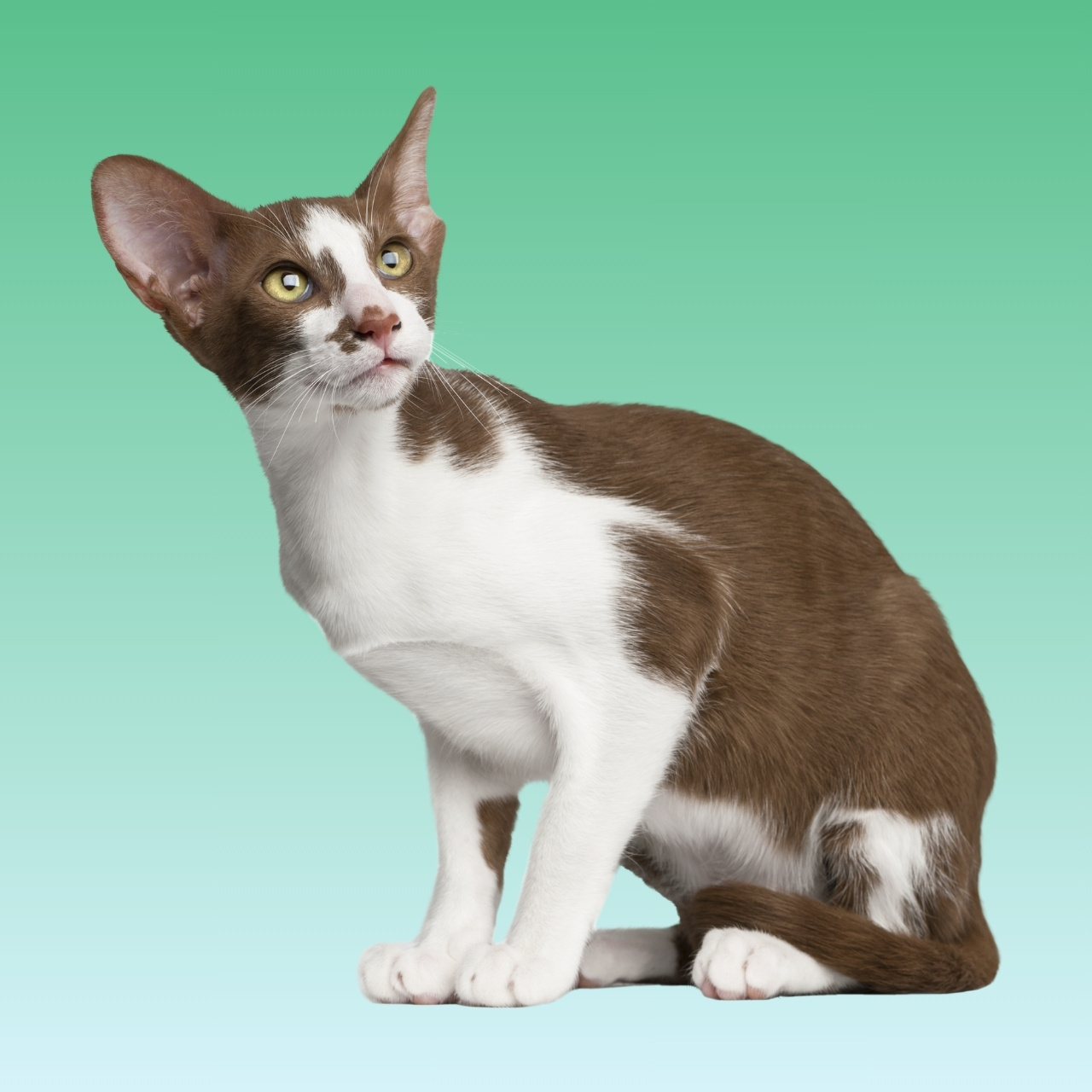 Kucing Oriental Shorthair