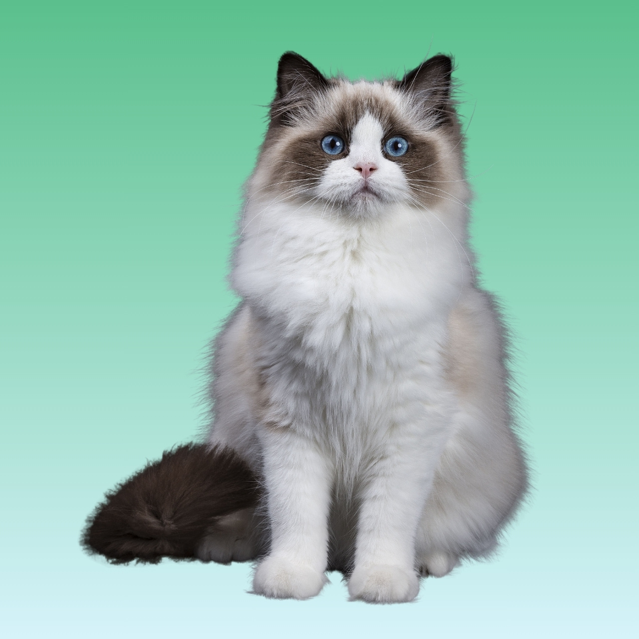 Kucing Ragdoll