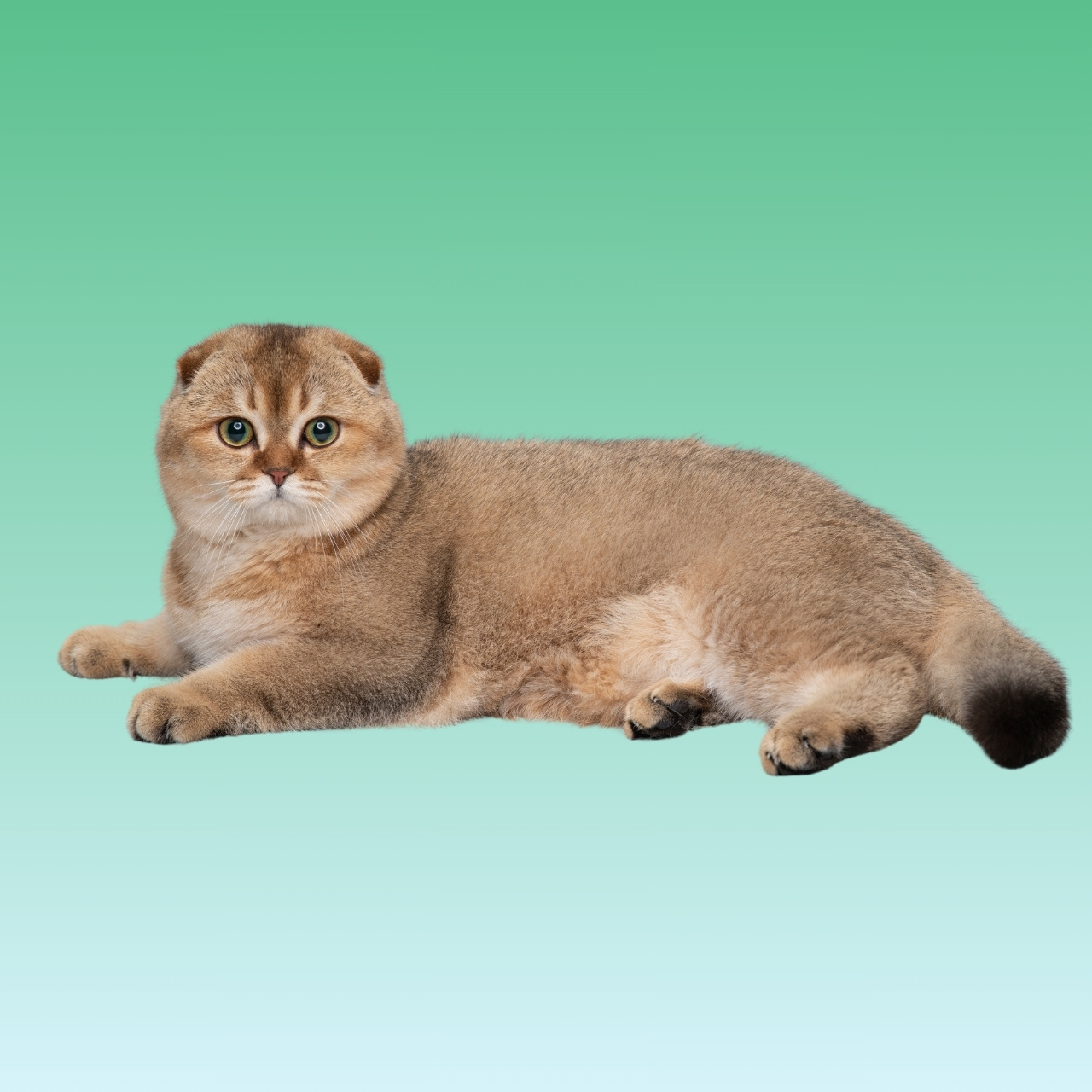 Kucing Scottish Fold