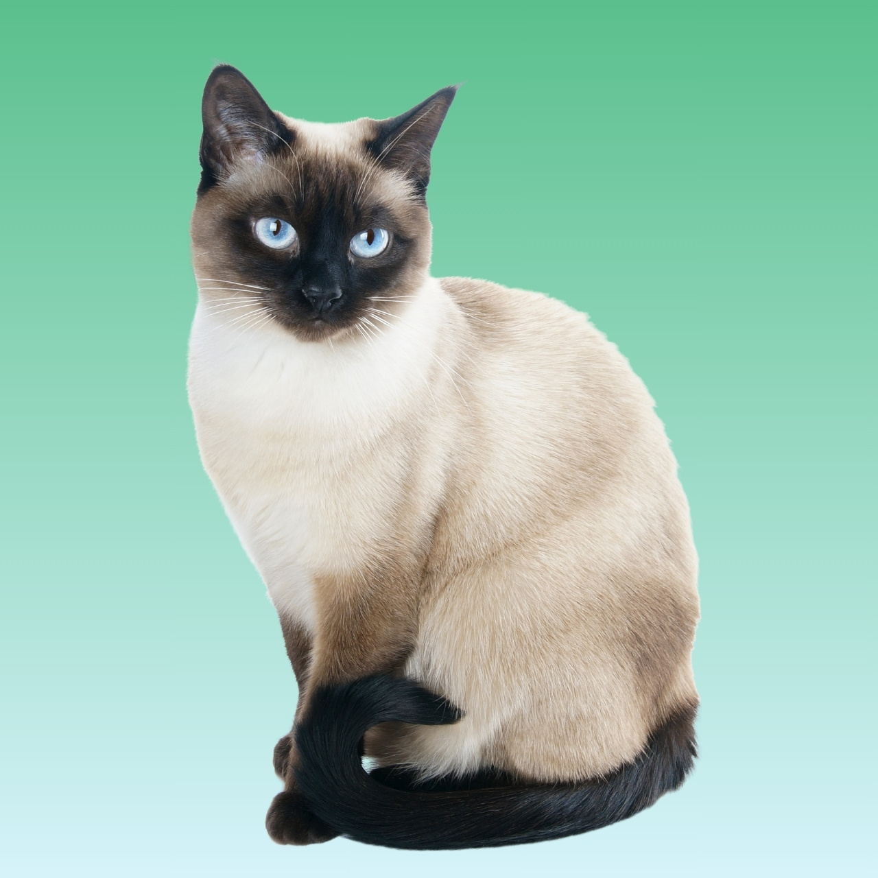 Kucing Siamese