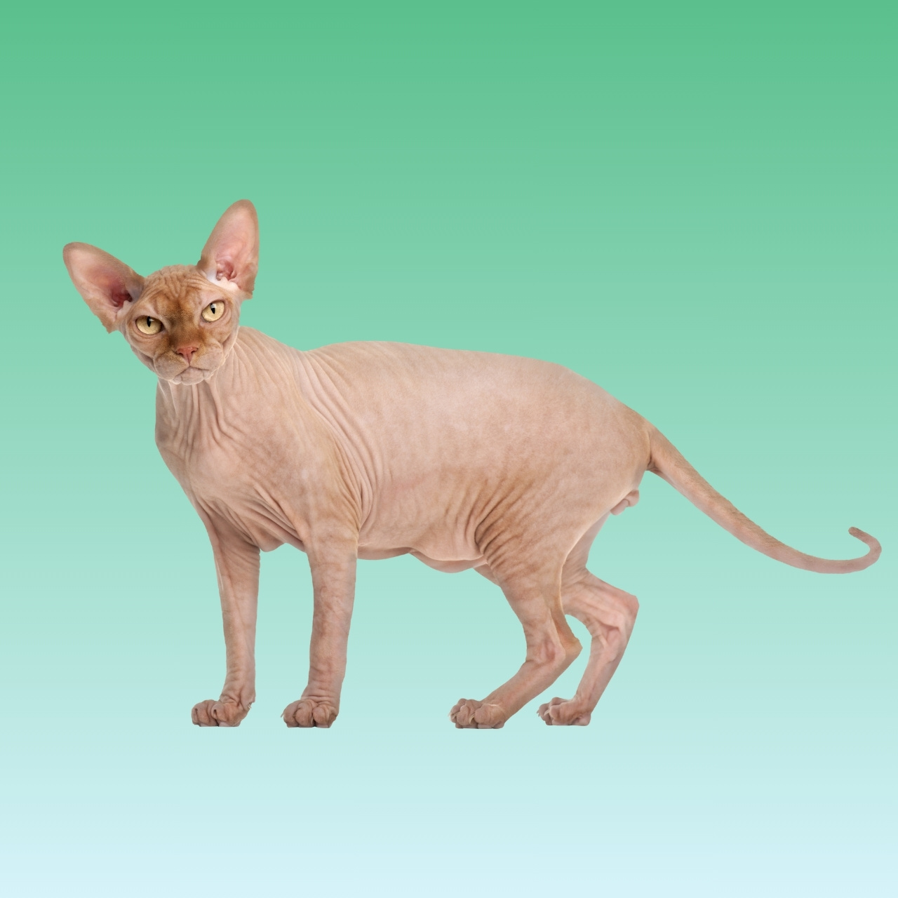 Kucing Sphynx