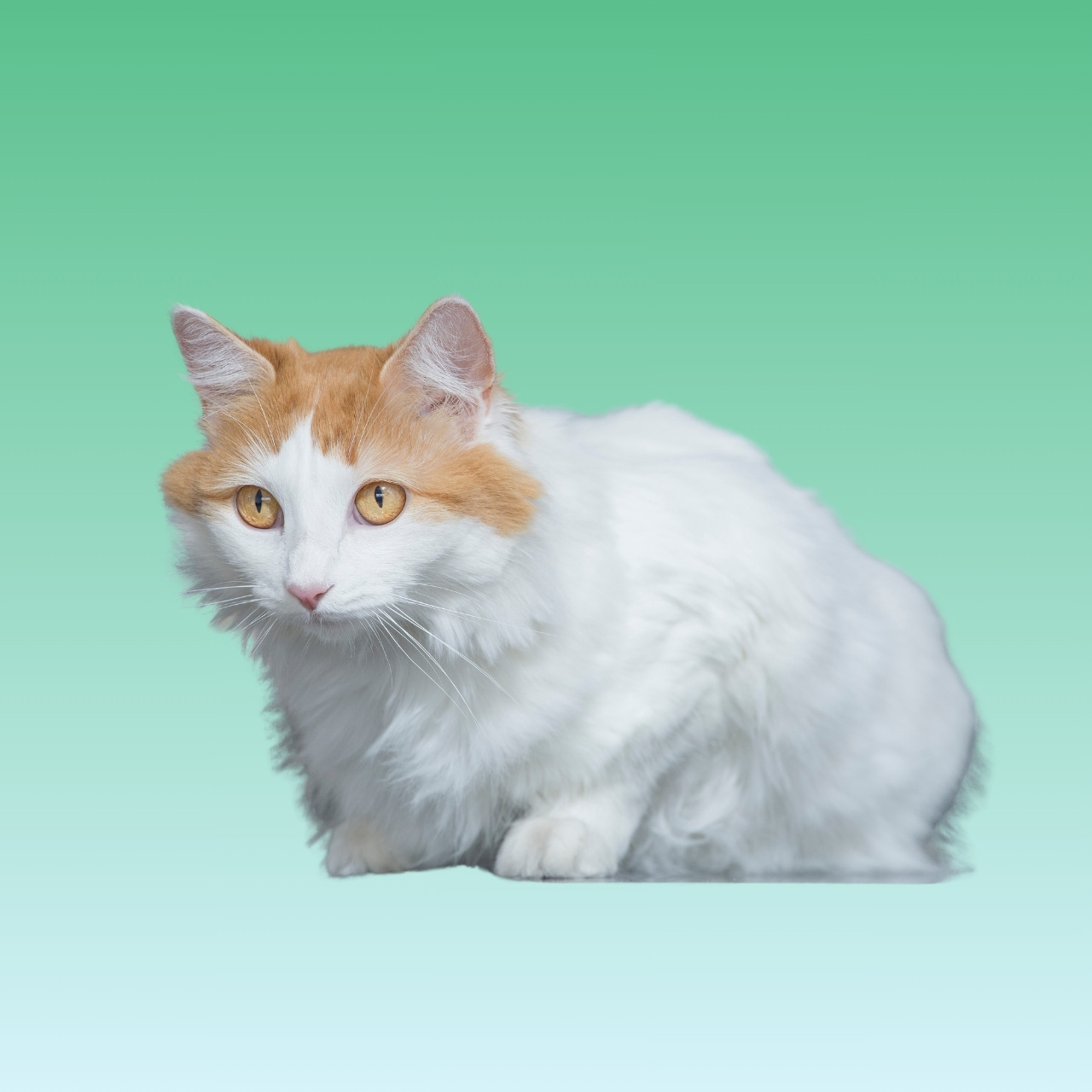 Kucing Turkish Van