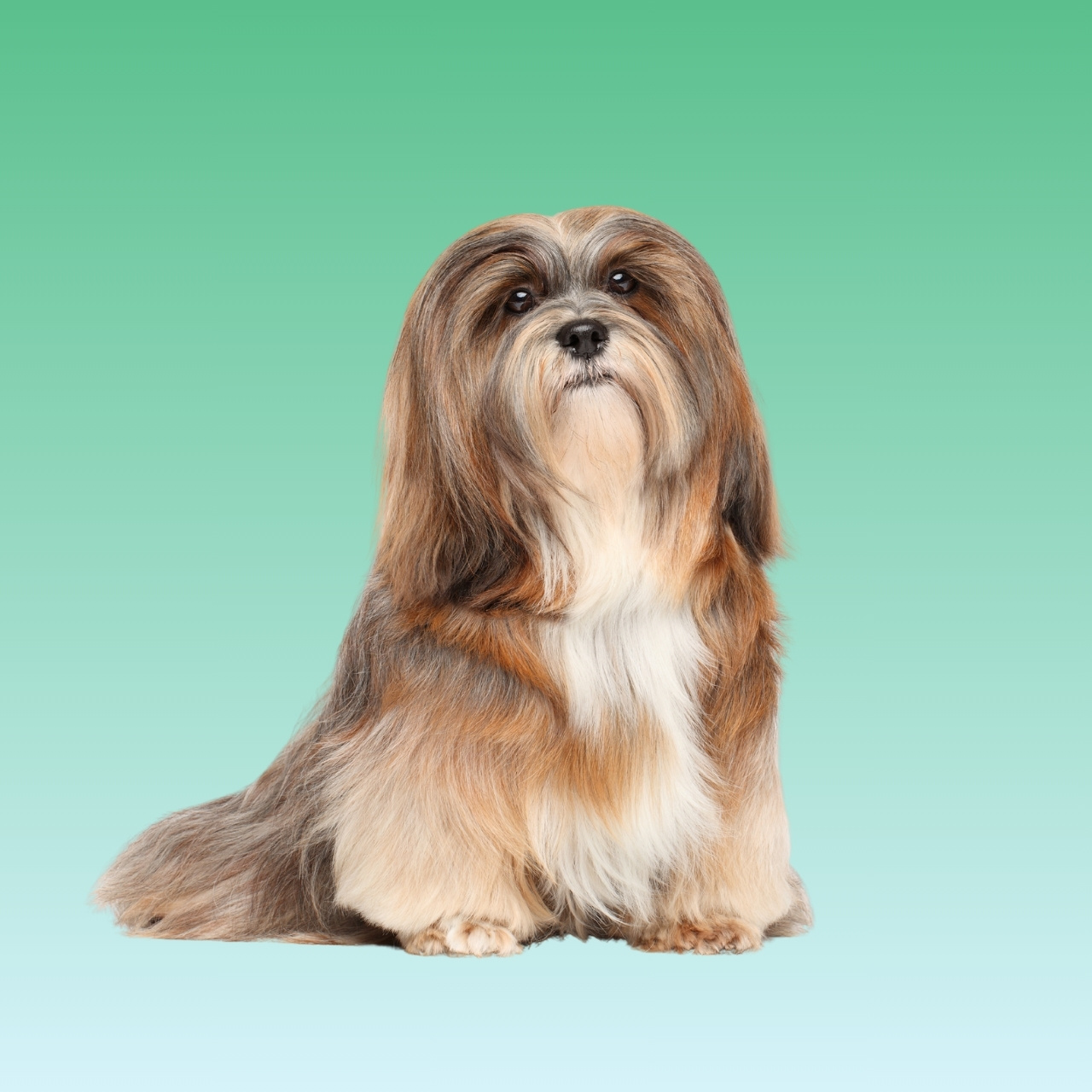 Lhasa Apso