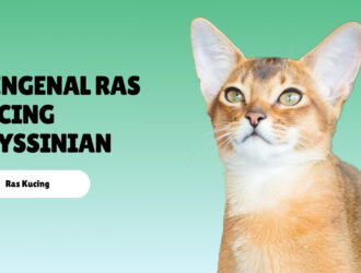 Mengenal Ras Kucing Abyssinian