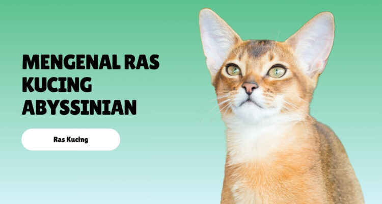 Mengenal Ras Kucing Abyssinian