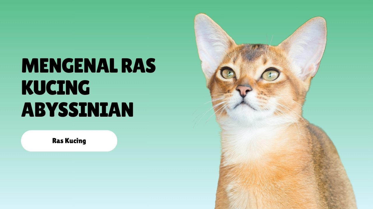 Mengenal Ras Kucing Abyssinian