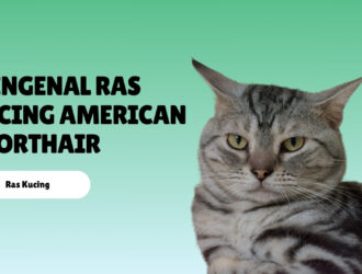 Mengenal Ras Kucing American Shorthair