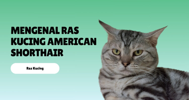 Mengenal Ras Kucing American Shorthair