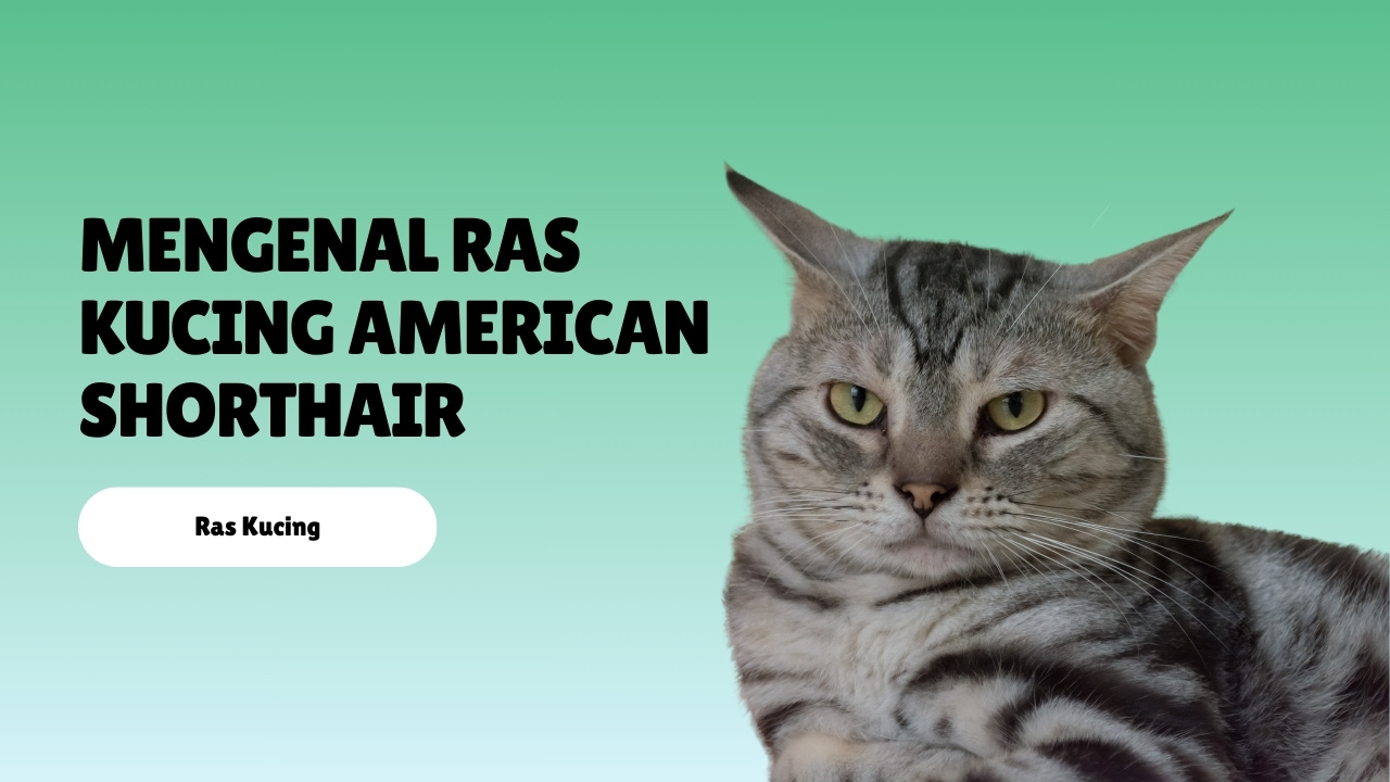 Mengenal Ras Kucing American Shorthair